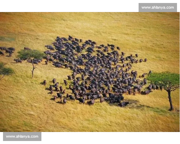 大象与自然界其他动物的生存竞争与生态角色深度解析